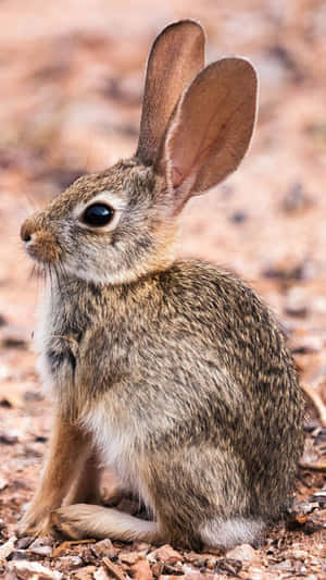 Alert Cottontail Rabbit Portrait Wallpaper