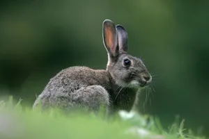 Alert Cottontail Rabbitin Grass Wallpaper