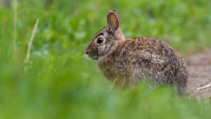 Alert Cottontail Rabbitin Grass Wallpaper