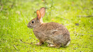 Alert Cottontail Rabbitin Grass Wallpaper