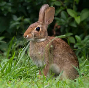 Alert Cottontail Rabbitin Grass Wallpaper