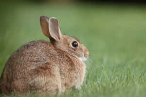 Alert Cottontail Rabbitin Grass.jpg Wallpaper