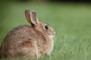 Alert Cottontail Rabbitin Grass.jpg Wallpaper