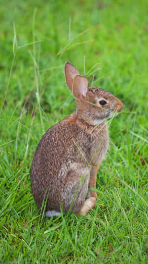 Alert Cottontail Rabbitin Grass.jpg Wallpaper