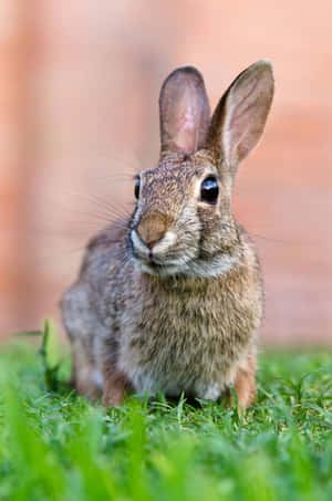 Alert Cottontail Rabbitin Grass.jpg Wallpaper