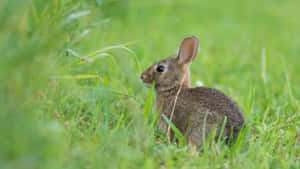 Alert Cottontail Rabbitin Grass Wallpaper