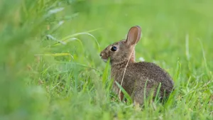 Alert Cottontail Rabbitin Grass Wallpaper