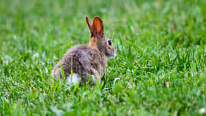 Alert Cottontail Rabbitin Grass Wallpaper