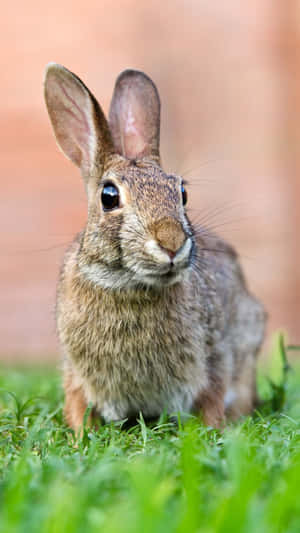 Alert Cottontail Rabbitin Grass Wallpaper