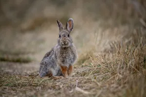 Alert Cottontail Rabbitin Grassland.jpg Wallpaper