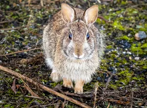 Alert Cottontail Rabbitin Nature.jpg Wallpaper