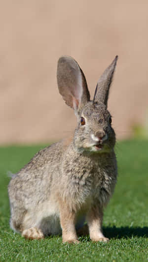 Alert Cottontail Rabbiton Grass Wallpaper