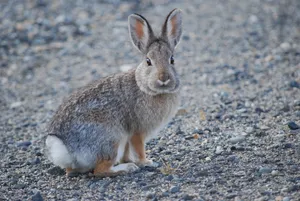 Alert Cottontail Rabbiton Gravel Wallpaper