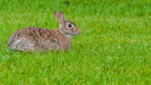 Alert Cottontailin Grass Wallpaper