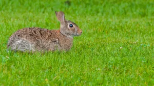 Alert Cottontailin Grass Wallpaper