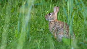 Alert Cottontailin Grass.jpg Wallpaper