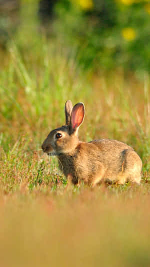 Alert Cottontailin Meadow.jpg Wallpaper