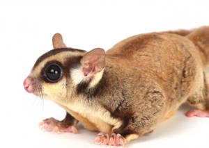 Alert Cute Sugar Glider Wallpaper