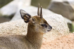 Alert Dik Dik Profile Wallpaper