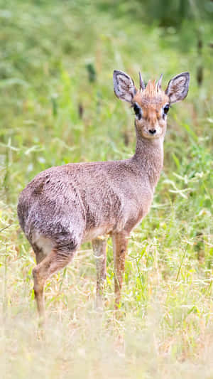 Alert Dik Dikin Grassland.jpg Wallpaper