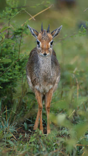 Alert Dik Dikin Grassland.jpg Wallpaper