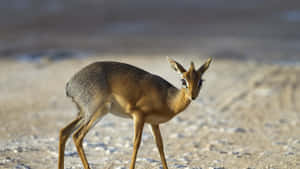 Alert Dik Dikin Habitat.jpg Wallpaper