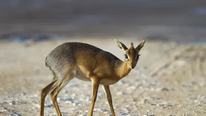 Alert Dik Dikin Habitat.jpg Wallpaper
