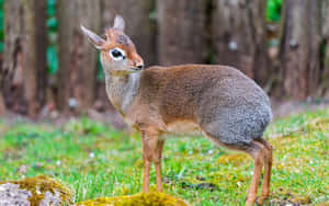 Alert Dik Dikin Natural Habitat.jpg Wallpaper