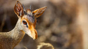 Alert Dik Dikin Natural Habitat.jpg Wallpaper