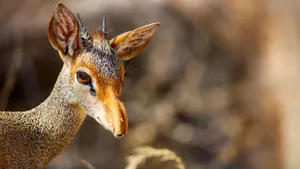 Alert Dik Dikin Natural Habitat.jpg Wallpaper