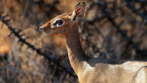 Alert Dik Dikin Natural Habitat.jpg Wallpaper