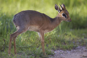 Alert Dik Dikin Natural Habitat.jpg Wallpaper