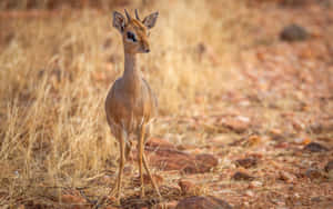 Alert Dik Dikin Savannah Wallpaper