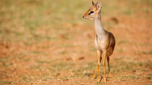 Alert Dik Dikin Savannah Wallpaper