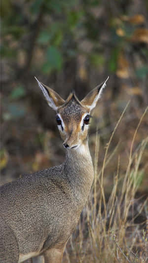 Alert Dik Dikin Savannah.jpg Wallpaper