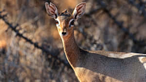 Alert Dik Dikin Savannah Wallpaper