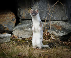 Alert Ermine Standing Near Rocks.jpg Wallpaper