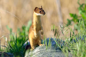 Alert Ermine Standingin Nature.jpg Wallpaper