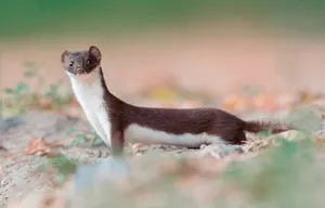 Alert Erminein Autumn Wallpaper