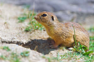 Alert Gopher Emerging From Burrow.jpg Wallpaper