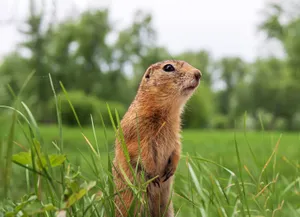 Alert Gopher Standing In Grass.jpg Wallpaper