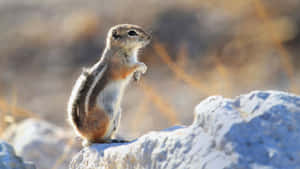 Alert Gopher Standing On Rock Wallpaper