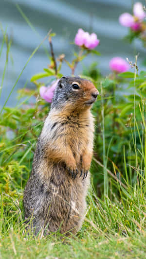 Alert Gopherin Grass Wallpaper