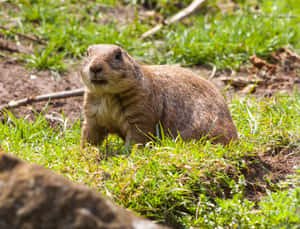 Alert Gopherin Grassland.jpg Wallpaper