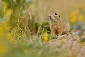 Alert Gopherin Grassy Field Wallpaper