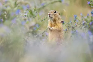 Alert Gopherin Wildflowers.jpg Wallpaper
