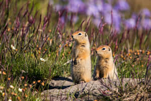 Alert Gophersin Wildflower Meadow Wallpaper