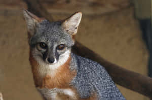 Alert Grey Fox Portrait Wallpaper