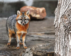 Alert Grey Fox Standing Wallpaper