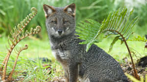 Alert Grey Foxin Greenery.jpg Wallpaper